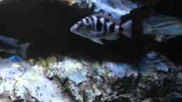 Video Malawit-Tank 08 / 2014 von Strücher Jung (7mUqXLPniws)