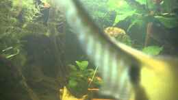 Video Pterophyllum scalar verteidigt Gelege von Ba Bu (7rrv124aKbs)