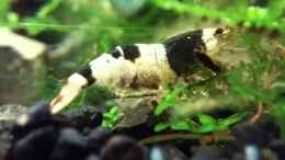 Video Eiertragende Black-bee von Marita K. (7rte-gTKY0o)