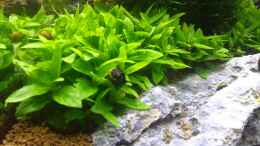 Video Nano Eigenbau von Lucky3310 (8-SkFuBcilc)