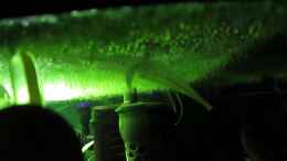 Video Imbellis Larven unter Schaumnest von okefenokee (8B-DanCjldg)