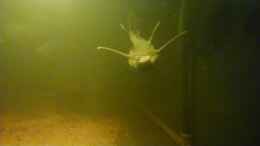 Video Adonis von kellerkind (8FiepfF-sqU)