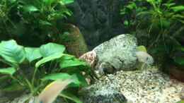 Video Paracyprichromis und N.caudopunctatus von Helga Kury (8GZxwMPlK3A)