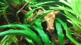 Video Imbellis Männchen von okefenokee (8G_e67Z-92M)