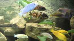 Video Video von Einrichtungsbeispiele.de von Caroline (8KVGN5zjQ4k)