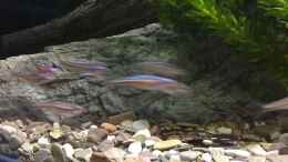 Video Strömungsbecken mit Regenbogenelritzen von pacho (8NS-HaBbSkU)