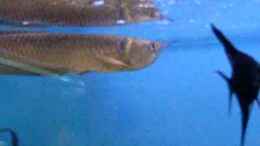 Video Arowana von Falk (8TVdvEDs3ZQ)