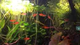 Video Funkensalmler von Jemafa (8UuG8gJFLp4)