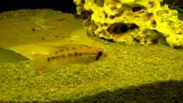 Video Villavicencio Zwergbuntbarsch von ~Johny-Foxx~ (8X5UVO0Jpds)