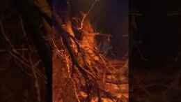 Video Seitenansicht von pacho (8iOgx1mG-Qs)