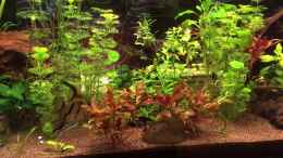 Video Action im Aquarium;) von Ceylon (90rBU1R2LXU)