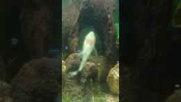 Video Ohrgitterharnischwels von parrots-of-fire.de (97ylzdd0Dq0)