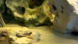 Video Hapl. Ch 44 Nachwuchs von 47 Malawi (9B0SJrYk840)