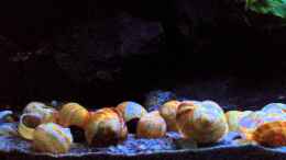 Video simileri von similis (9B48chONufw)