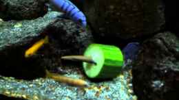 Video Mbuna Fütterung von marxbre (9EBIT-rm9Yk)