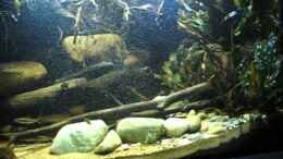 Video Ström in den West Ghats von der Theoretiker (9GHggtVPwdQ)