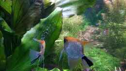 Video Skalare bei der Laichpflege von Stephy (9Hu3A51Nyuk)