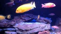 Video Malawipoint von Thomas Roscher (9JeA_5miqnc)