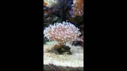 Video Pilzlederkoralle (Sarcophyton ehrenbergi) von Steven Liebe (9S3SoJMag_I)