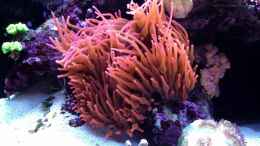 Video clownfish snuggling anemone von Bibabutzemann! (9VKKWFxiJb8)