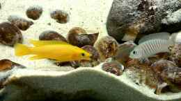 Video N. mulifasciatus vs. N. leleupi von axolotl (9VKV8POAWDg)