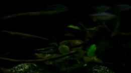 Video Mein Westafrikabecken 050110 02 von ehemaliger User (9YVexO-FyWM)