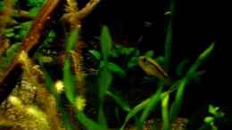 Video ennos becken von Joel-Angus (9d3aB7yfRt4)