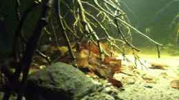 Video Einblick Amazonasdickicht von ManiacXL (9edGUMTkNhk)