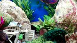 Video Schmetterlingsbuntbarsche und Diskus von ehemaliger User (9o2zEDt_amU)