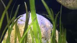 Video Pflanzen im Unwetter von Malawihude (9rMM3N9s_Rs)