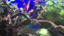 Video Kakadubuntbarsche - Video von einrichtungsbeispiele.de von .Andreas. (9voE2n-oars)