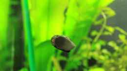 Video Professor Schneck von Schleck von ehemaliger User (9xI5_lD0j0M)