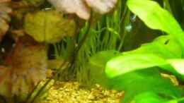 Video Gesellschaftsbecken mit Skalare von Kim (A1ZygLX1Vl4)