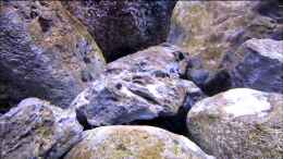 Video Malawis von Hörnchen (A8x3DafMVms)