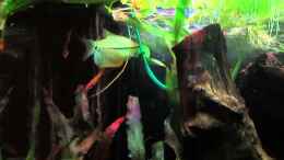 Video Trichopolis! von ehemaliger User (AAwjv9tKE6s)