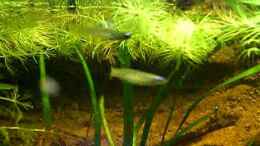 Video A.normaniinachwuchs von Falk (ABvaqx9bBrM)