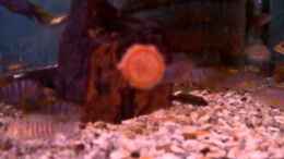 Video Lab.Mbamba Bay von ehemaliger User (ADnrHrgnLf4)