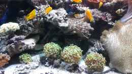 Video 29.02.2013 von Truthahnmann (AMJiD1YbVso)