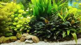 Video Gesellschaftsbecken Süd Ost Asien von Thomas Kreuter (AVKxDtHnI2Q)