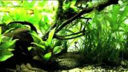 Video Perlhuhnbärbling von Chris_R. (A_H4P7NEaSY)