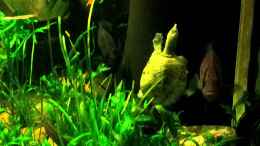 Video Tigers, Dragons & Snakeheads von stomar6 (AbsRrK6Ixqc)