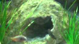 Video Tropheus Moliro von Enis Caliskan (AbvR5N8i-lc)