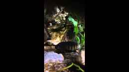 Video eretmodus cyanostictus Moba / Tanganjika Clown  von Martina (Ae1DStYvAK8)
