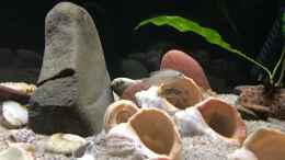 Video 24.11.2021 Annäherungsversuch von herkla (AeuAATqDWsU)