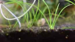 Video Mikrokrabben Paarung von Acki50 (AfZsfSClWZ8)