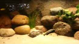 Video Malawi-erstversuch von Der Fischer (AhvK6URQ3nk)