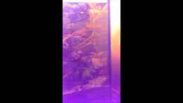 Video Dornaugen nach Wasserwechsel von Niklas125 (Ak42gq093Pw)