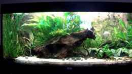 Video Asizonas von daKING (ApwwDbBTlT0)