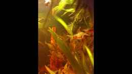 Video Nachwuchs4 von SvenDerGroße (Aqhe1QryEx8)