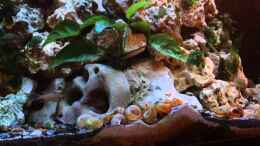 Video Tanganjika Aquarium von similis (Aqvec8JiJ5c)